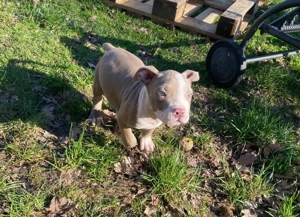 American Bully Welpen suchen ein tolles Zuhause