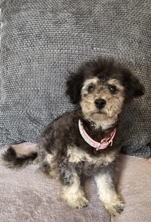 Zwergpudelwelpe sucht neues Zuhause 