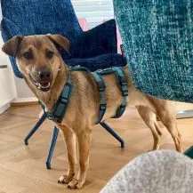 Cookie K 43 cm   die Zarte [auf Pflegestelle in 60599 Frankfurt am Main]