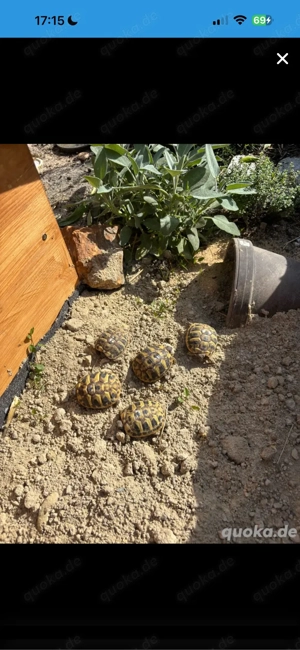Griechische Landschildkröten aus 2024