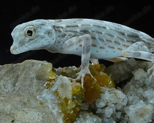 Pristurus carteri Nachzuchten  25  'Masirah ' - Skorpionschwanzgecko - Tierversand oder Abholung Bild 2