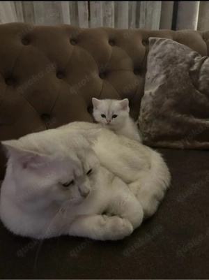 wunderschöne BHK baby katze 