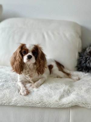 Cavalier King Charles Spaniel Hündin (Blenheim) 