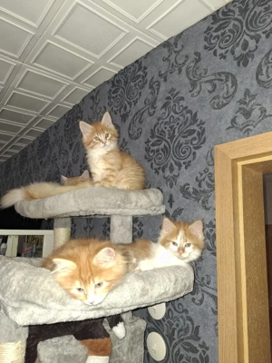 Reinrassige XXL Maine Coon Kitten 