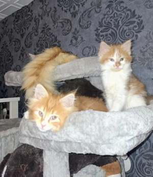 Reinrassige XXL Maine Coon Kitten 