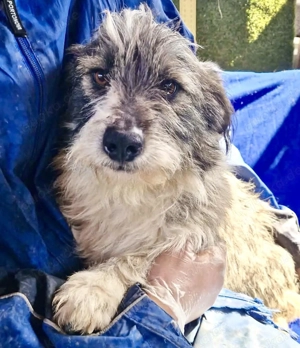 Kleiner Scottie sucht sein Glück