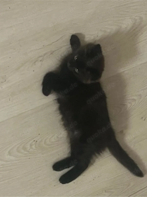 Maine Coon perser kitten