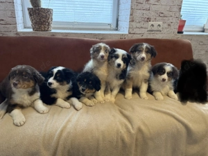 Australian Shepherd Welpen