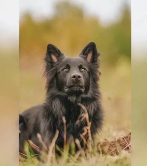 Deckrüde Altdeutscher Hütehund (KEIN VERKAUF)