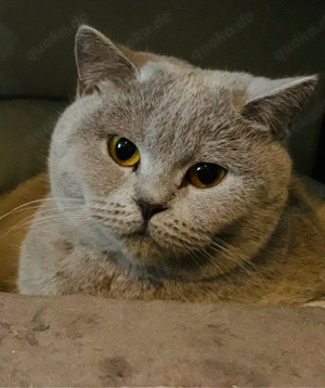 Bkh Katze  Bild 2