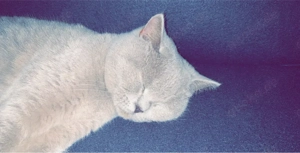 Bkh Katze  Bild 3