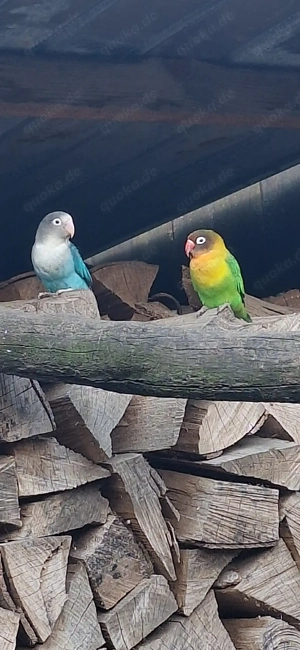 agaponiden|unzertrennliche|Pfirsichköpfchen|Schwarzköpfchen  