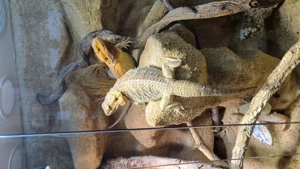 Bartagame Weibchen  rot 