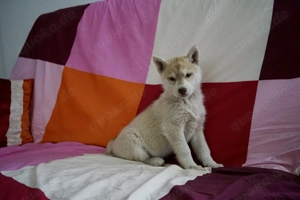 Reinrassige Husky Welpen mit Stammbaum
