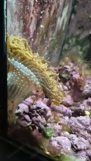 Meerwasser Sandanemone 