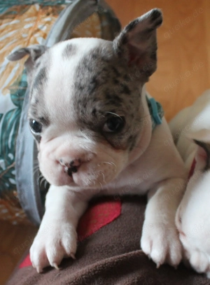 Französische Bulldogge Welpen abgabebereit ab 18.03.26