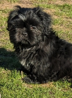 Shih-Tzu-Mix Welpen 