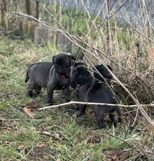 Edel schwarze Altdeutsche Möpse