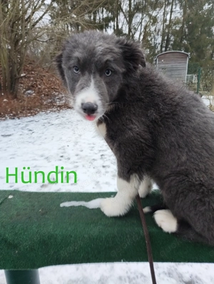 Australian Shepherd Welpen suchen ihr zukünftiges Rudel