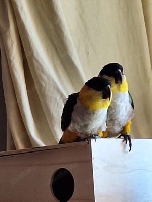 Grünzügelpapagei Pärchen