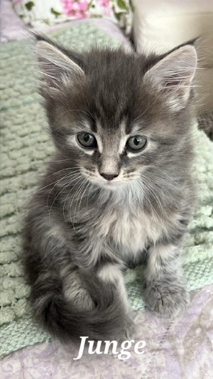 reinrassige maine coon kitten 