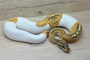 Königspython 1.0 Hypo Pied nz25 abzugeben