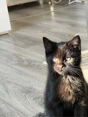 bhk kitte sucht zuhause 