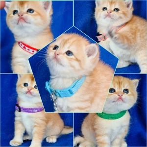 Bkh Kitten mit Stammbaum 