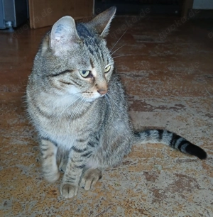 Hauskatze ca 5 Jahre
