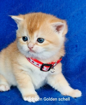 Bkh Kitten mit Stammbaum 