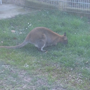 Benett Känguru männlich 