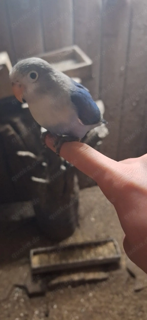 Agaponiden,unzertrennliche,Pfirsichköpfchen 