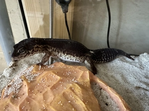 Leopardgecko Black Night