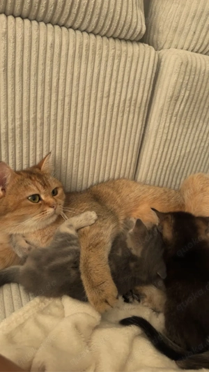 British Kurzhaar Mutter mit zwei British Kurzhaar-Mix Kitten abzugeben