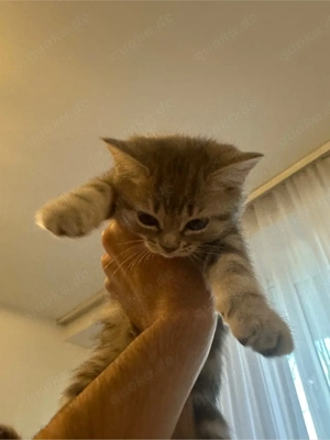 British Kurzhaar Mutter mit zwei British Kurzhaar-Mix Kitten abzugeben