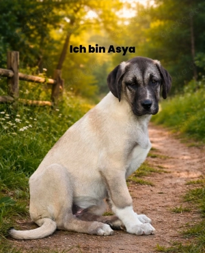 Kangal Welpen suchen ein Zuhause ( 2 R & 2 W noch da )