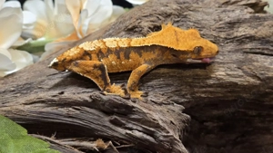 Kronengecko 0.0.1 Correlophus ciliatus