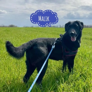 Malik, sanfter und ausgegichener Labrador Mix