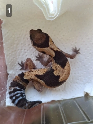 Afrikanische Fettschwanzgecko NZ 2025