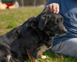 Karlo, Mali Medimurski pas Mix sucht nach schwerer Enttäuschung ein neues Zuhause Bild 2