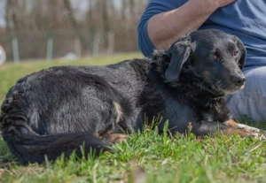 Karlo, Mali Medimurski pas Mix sucht nach schwerer Enttäuschung ein neues Zuhause Bild 5
