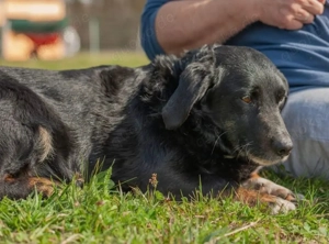 Karlo, Mali Medimurski pas Mix sucht nach schwerer Enttäuschung ein neues Zuhause Bild 6