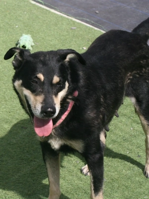 Lima -  zugewandte Mischlingshündin sucht liebevolles Zuhause