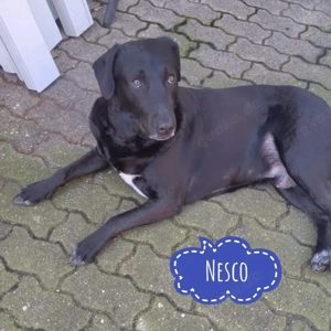 Nesco, gut erzogener Labrador Mix will nicht alleine bleiben
