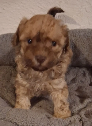 Maltipoo-Welpen suchen ihr zuhause apricot,schoko-braun mit Weiß 