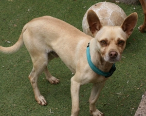 Thor - sanfter Mischling sucht sein Für-Immer-Körbchen