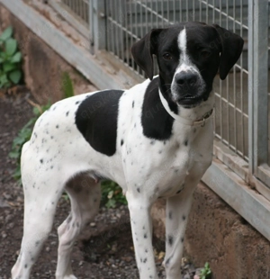 Sylvie - soziale Pointerhündin sucht ihre Familie