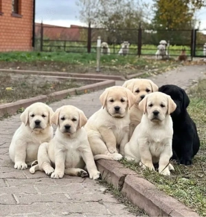 Labrador Retriever 