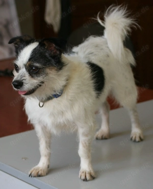 Simba - lebhafte Mischlingshündin möchte in ihrer Familie ankommen