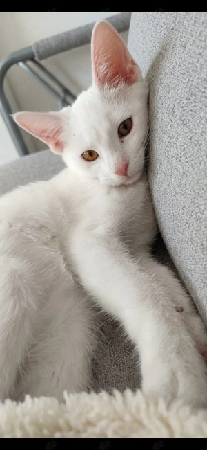 Wunderschönes weißes Kätzchen (weiblich) sucht liebevolles Zuhause   